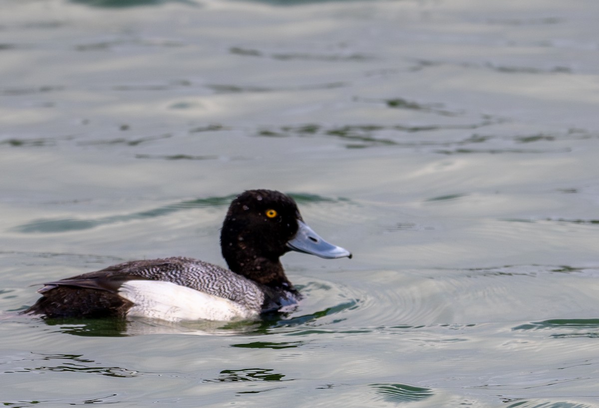 Greater/Lesser Scaup - ML619374268