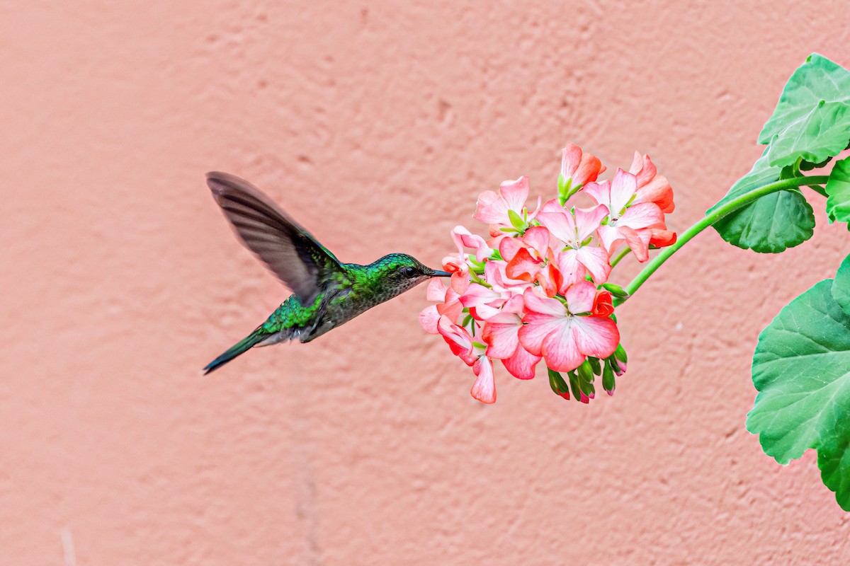 kolibřík fialovotemenný - ML619374379