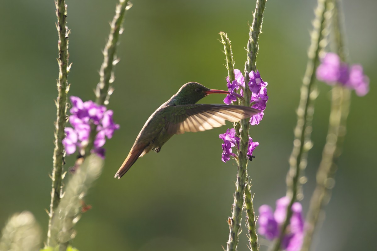 Rufous-tailed Hummingbird - ML619374407