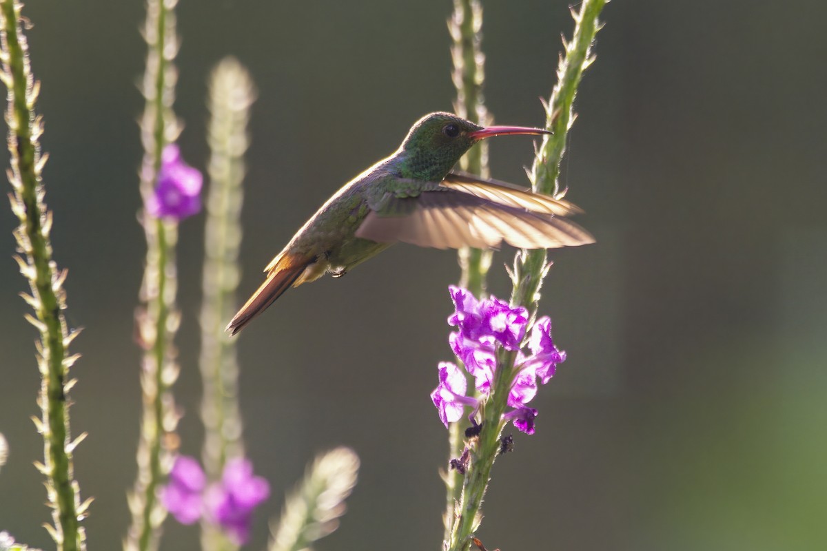 Rufous-tailed Hummingbird - ML619374411