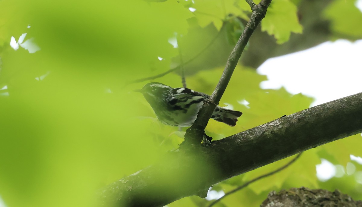 Black-and-white Warbler - ML619374439