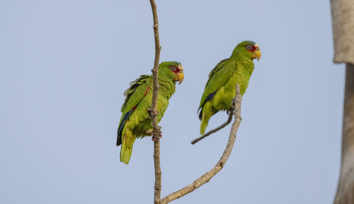 White-fronted Parrot - ML619374457