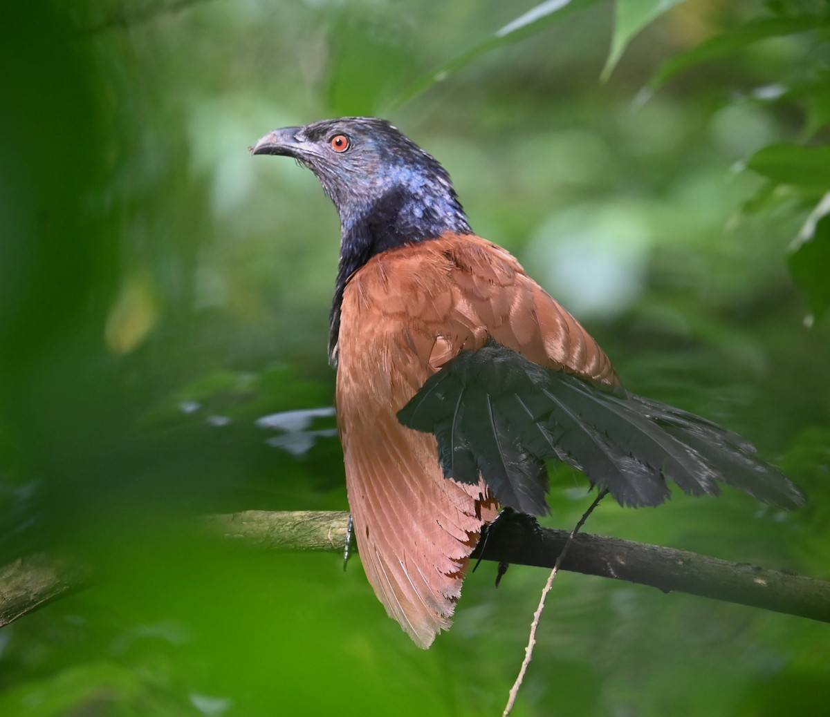 Greater Coucal - ML619374461
