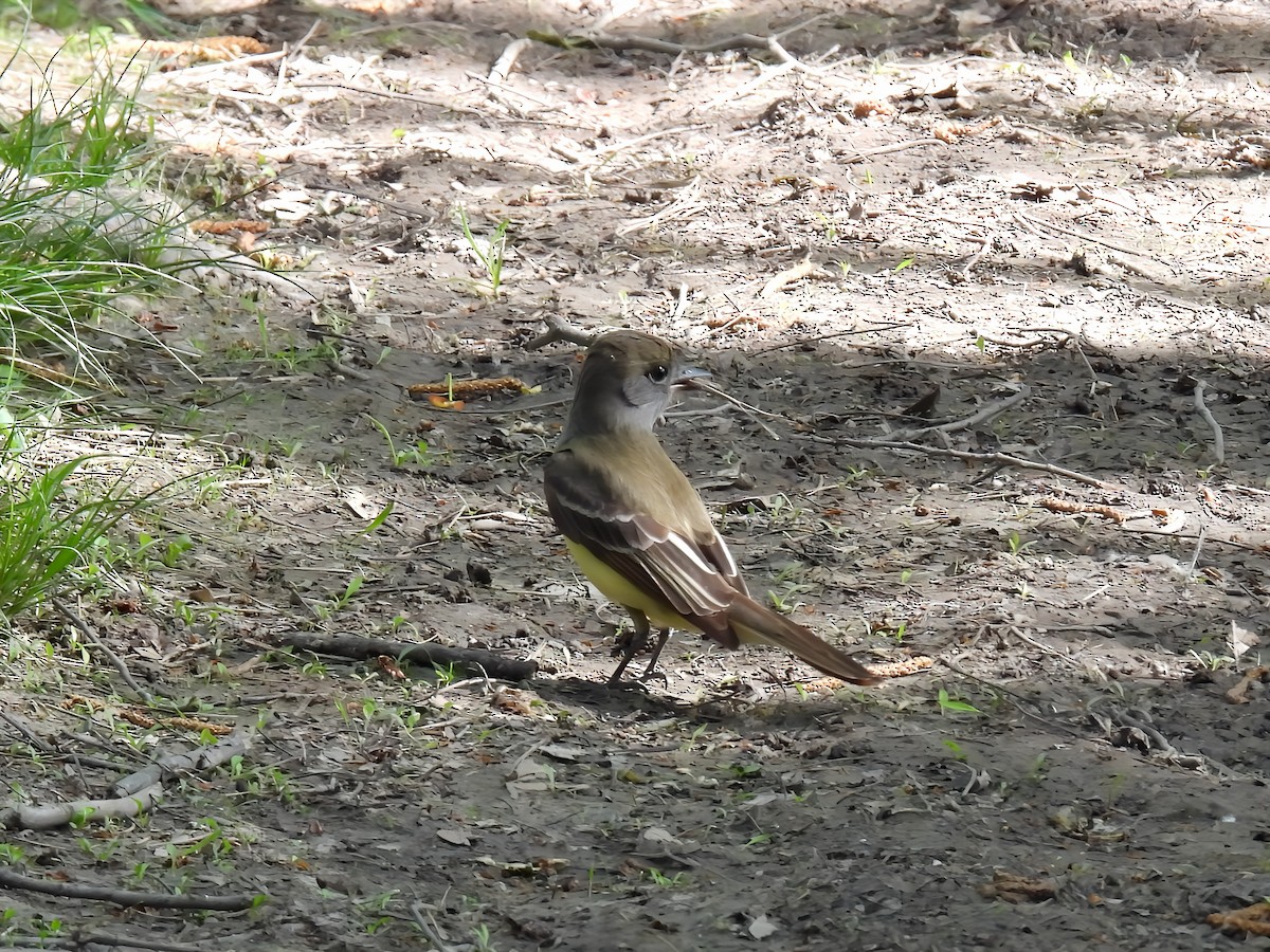 Great Crested Flycatcher - ML619374496