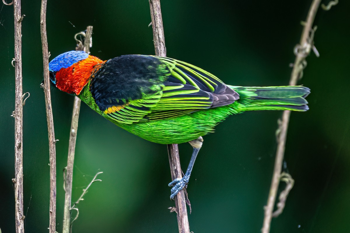 Rufous-headed Tanager - ML619374524