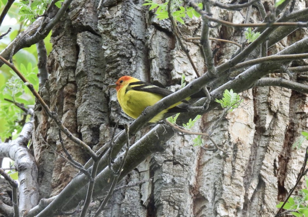 Western Tanager - ML619374529