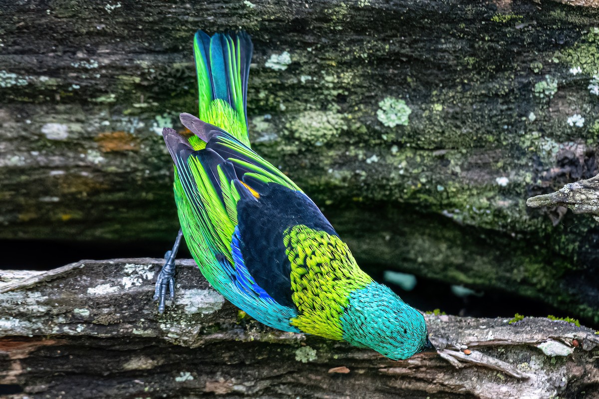 Green-headed Tanager - ML619374534