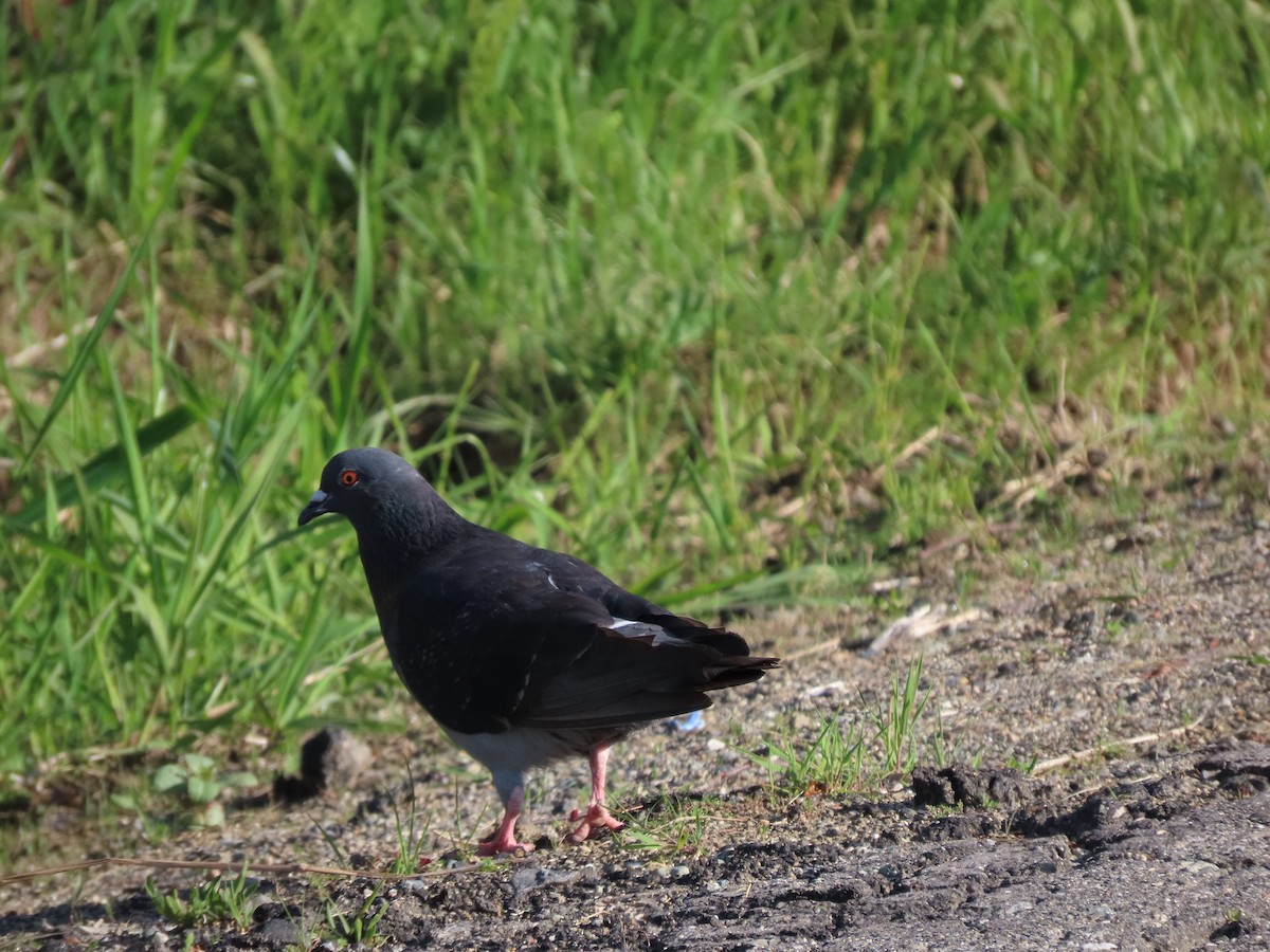 Rock Pigeon (Feral Pigeon) - ML619374549