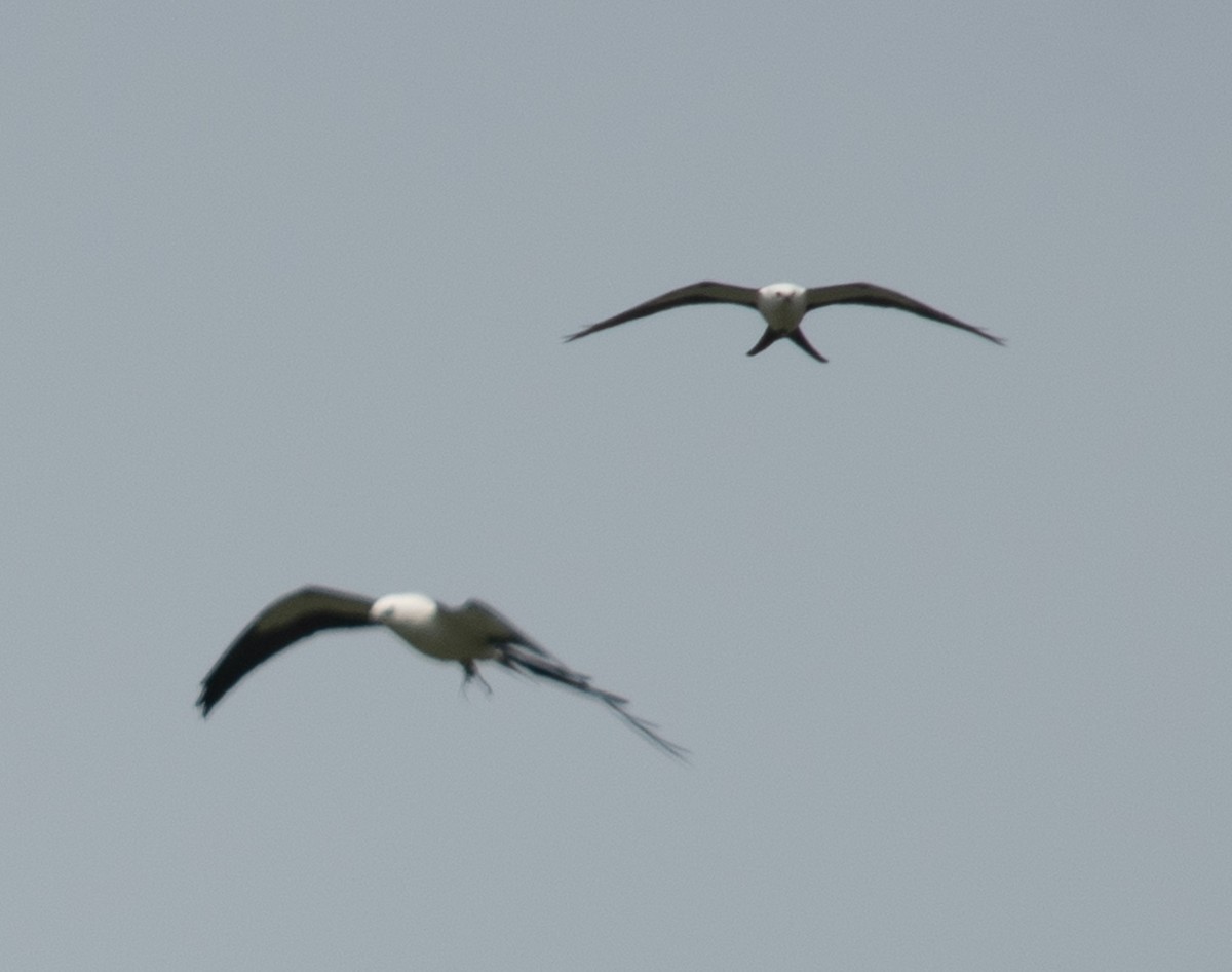 Swallow-tailed Kite - ML619374579