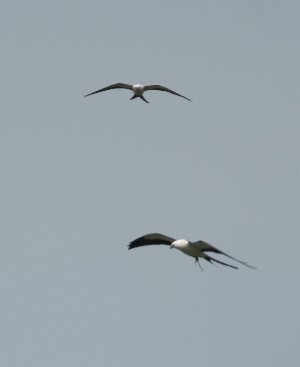 Swallow-tailed Kite - ML619374581