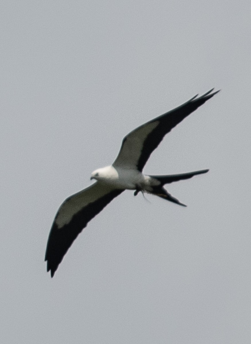 Swallow-tailed Kite - ML619374582