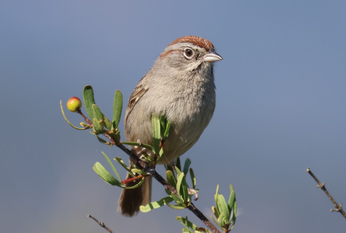 Rufous-crowned Sparrow - ML619374587