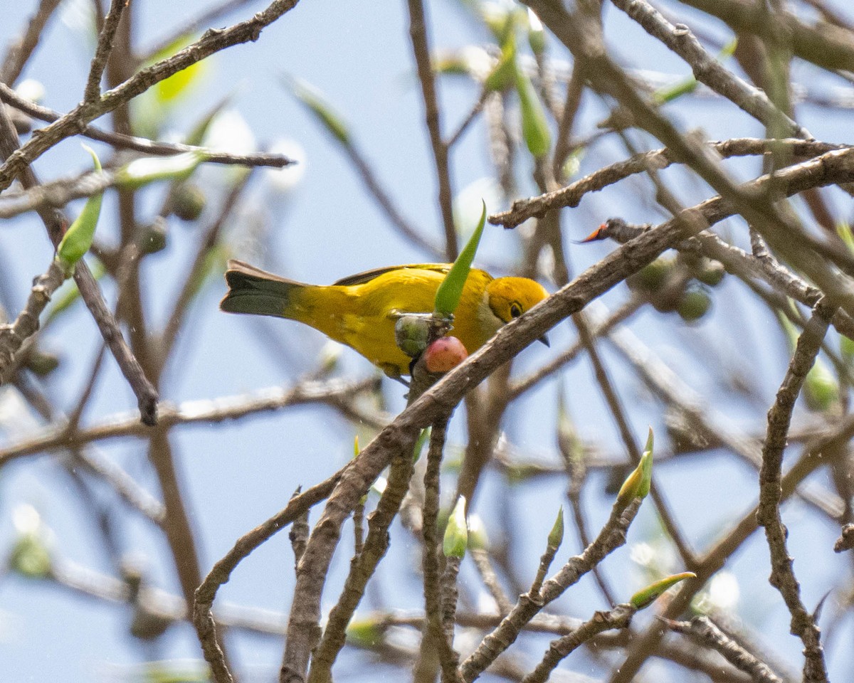 Silver-throated Tanager - ML619374605