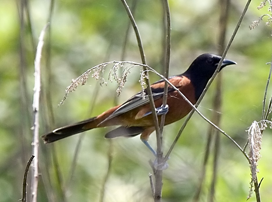 Orchard Oriole - ML619374618