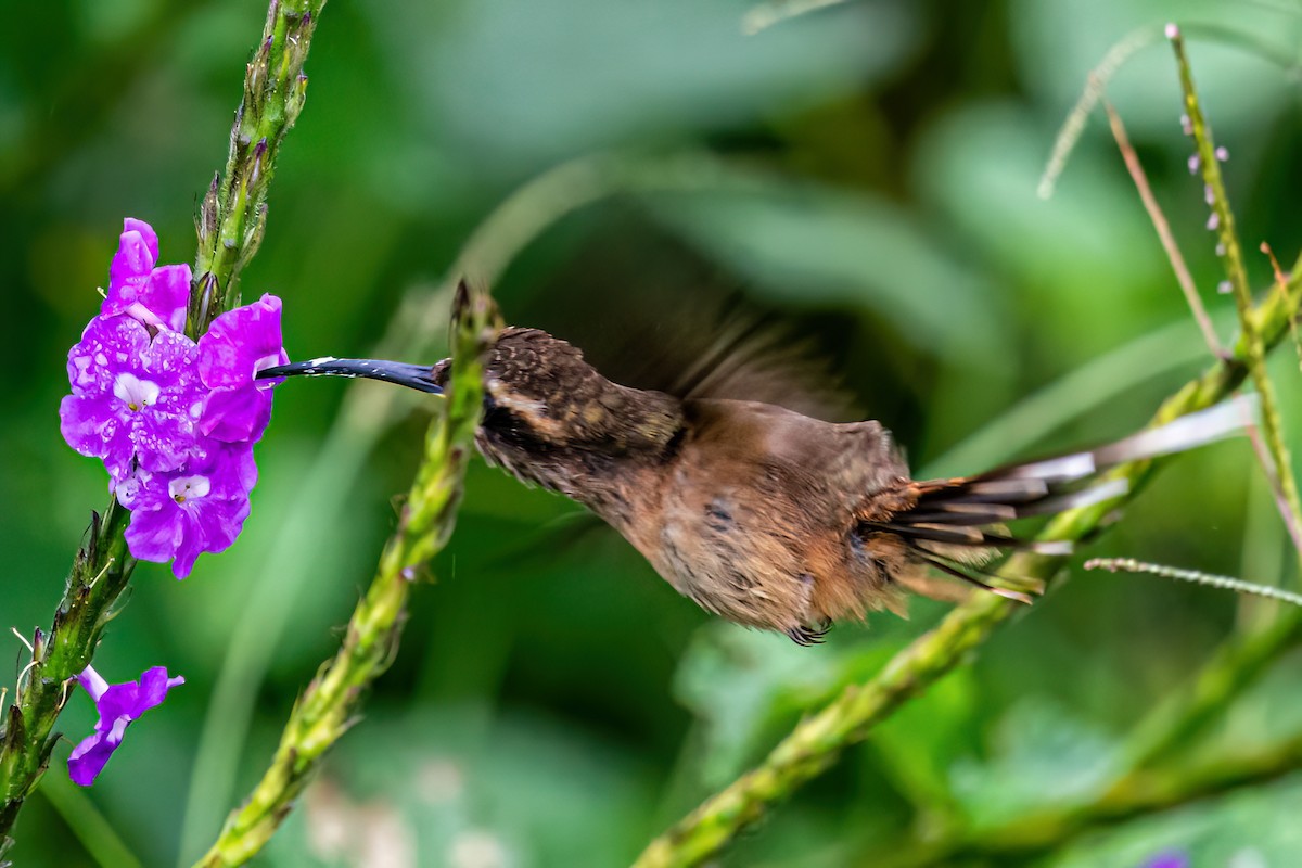 kolibřík temnohrdlý - ML619374625