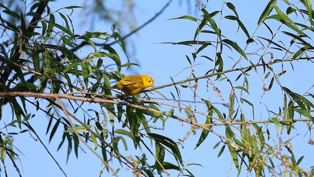 Yellow Warbler (Northern) - ML619374655