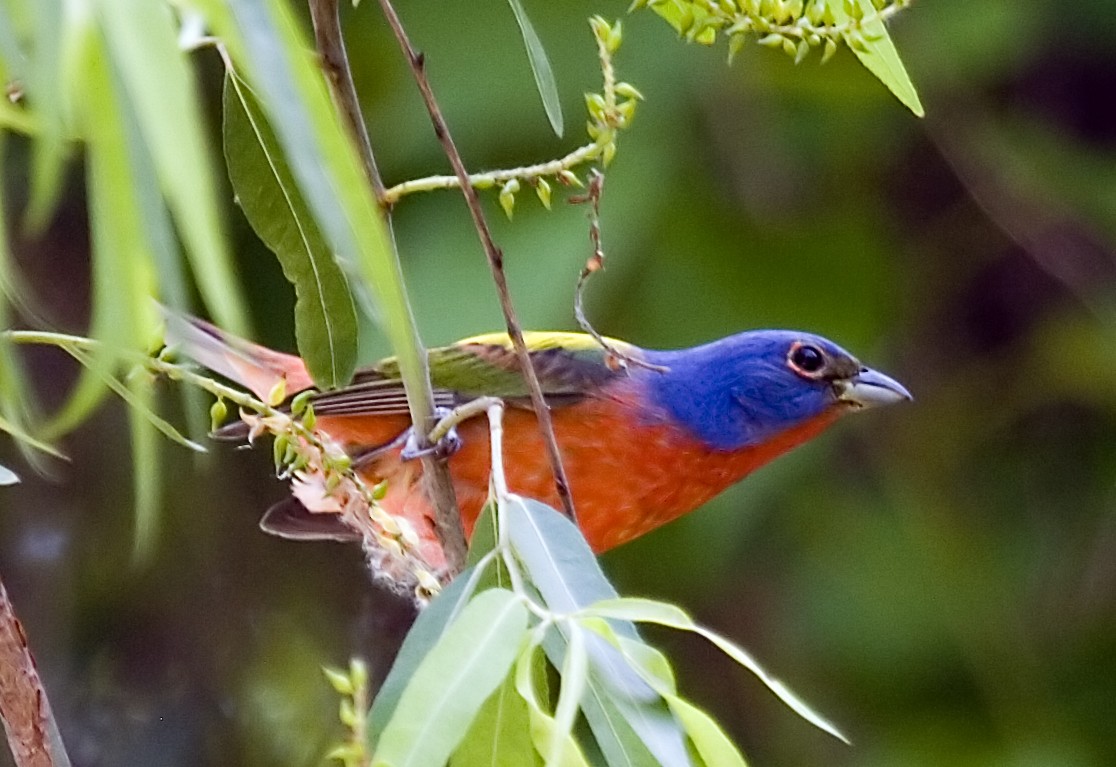 Painted Bunting - ML619374664