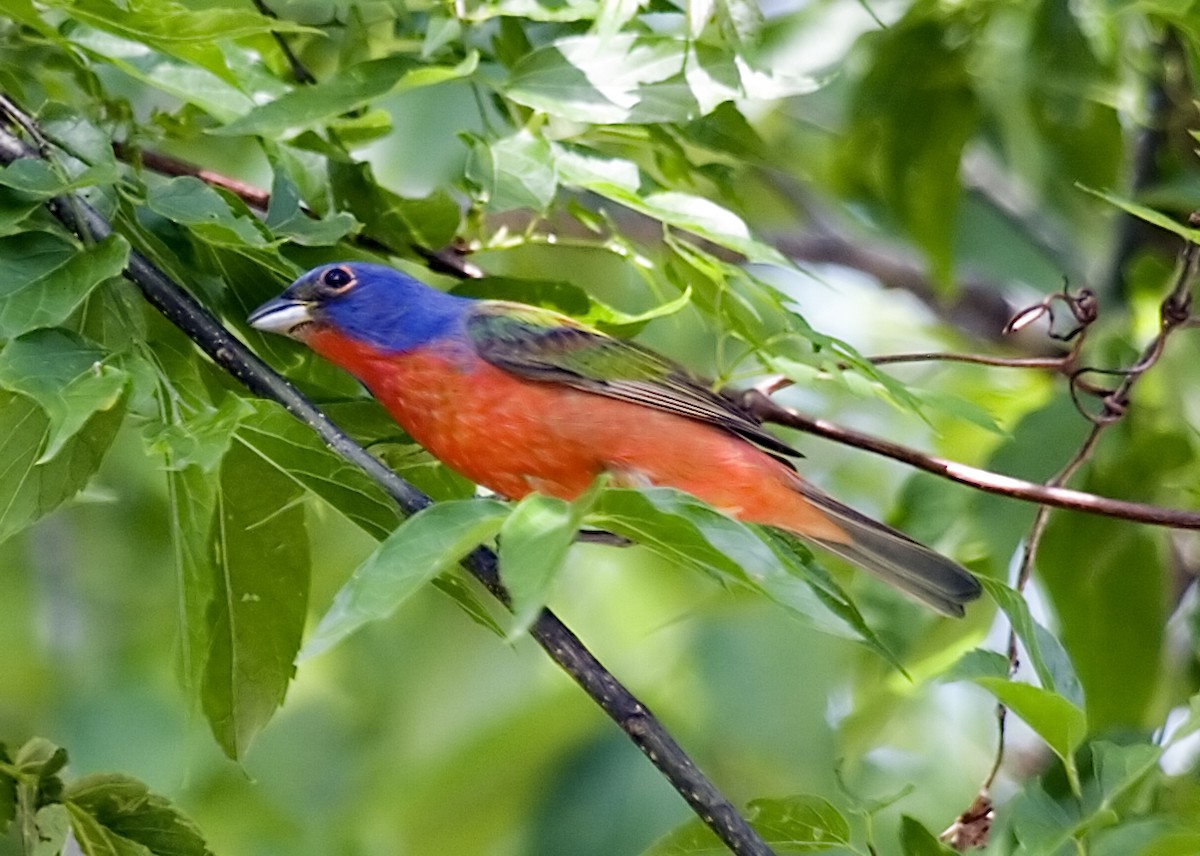 Painted Bunting - ML619374665