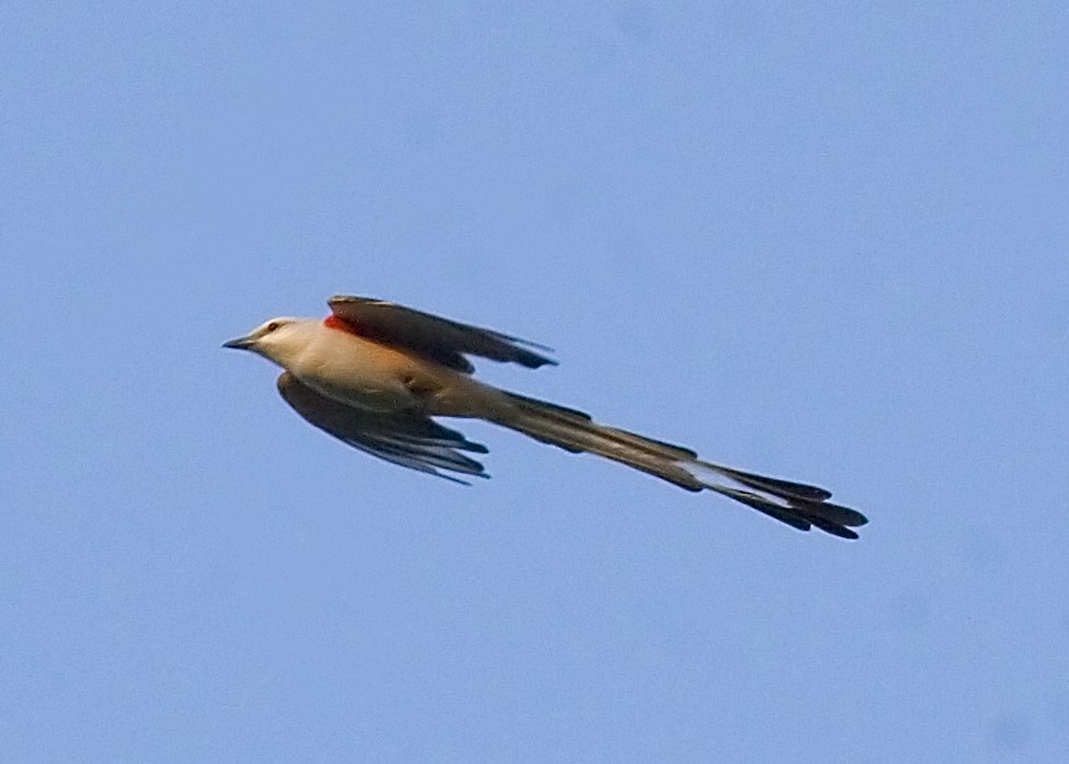 Scissor-tailed Flycatcher - ML619374751
