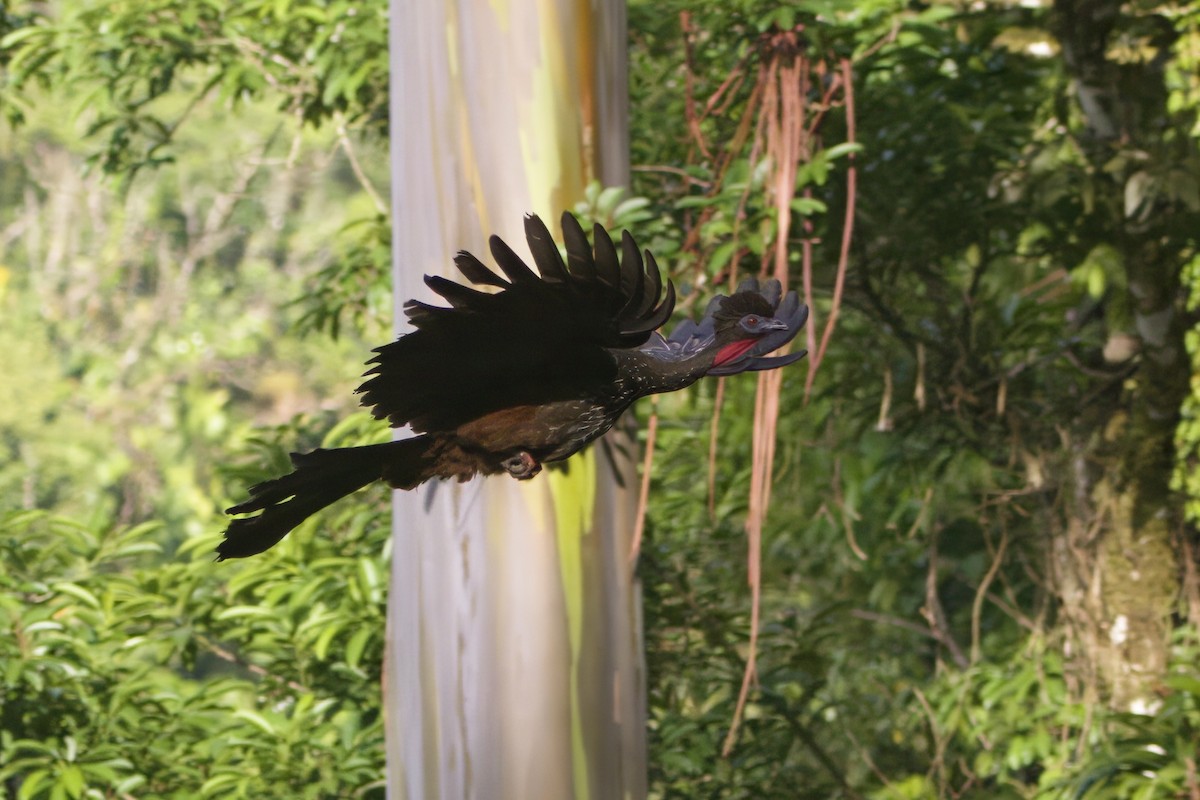 Crested Guan - ML619374758