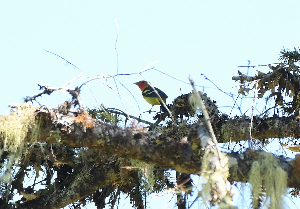 Western Tanager - ML619374768