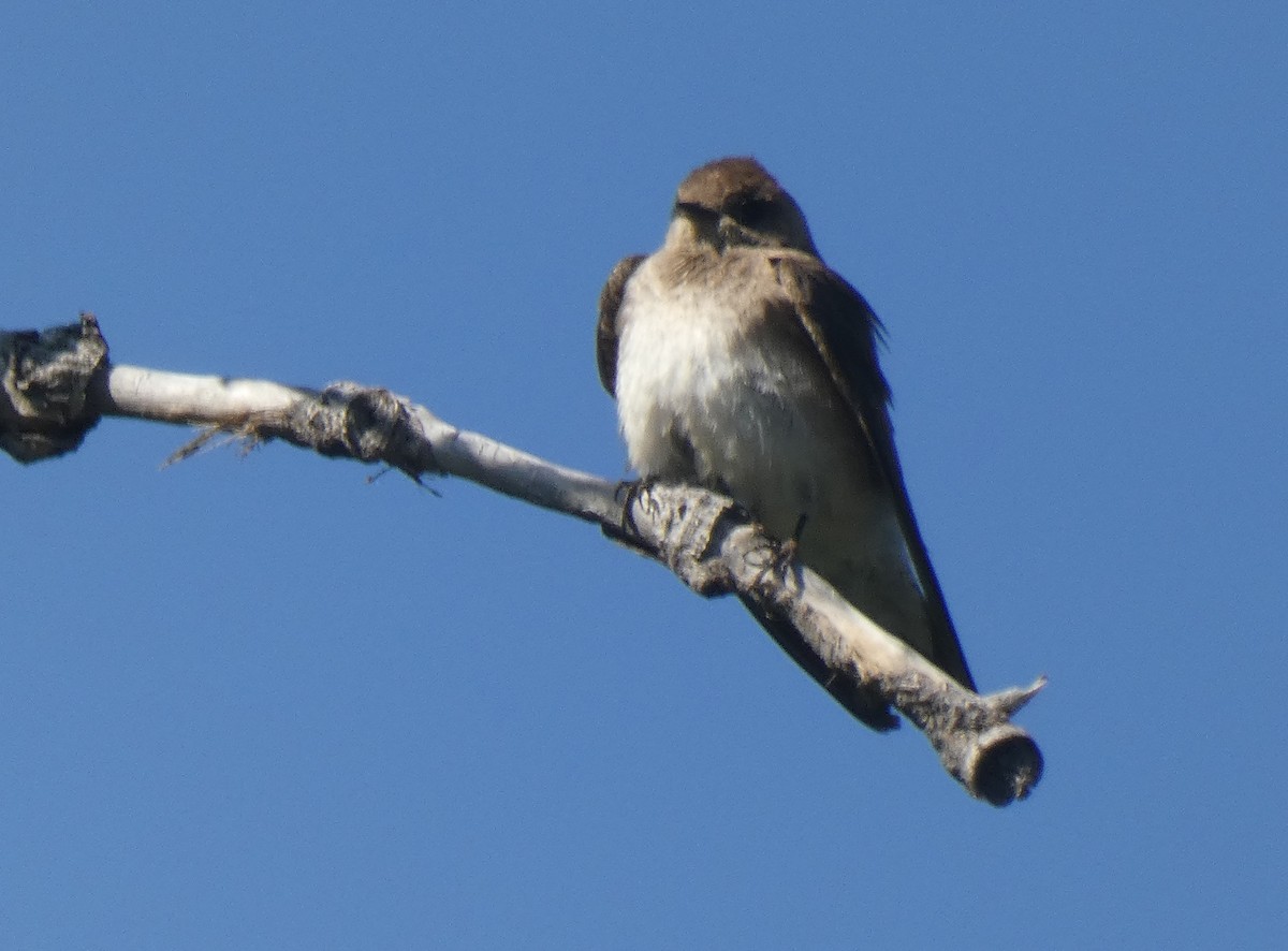 Northern Rough-winged Swallow - ML619374772
