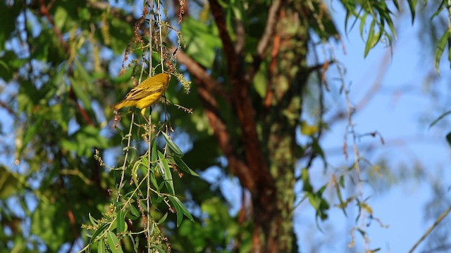 Yellow Warbler (Northern) - ML619374774
