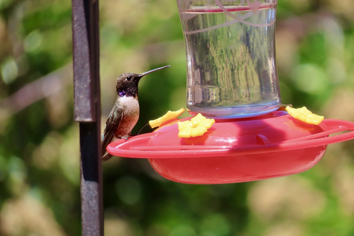 Black-chinned Hummingbird - ML619374879