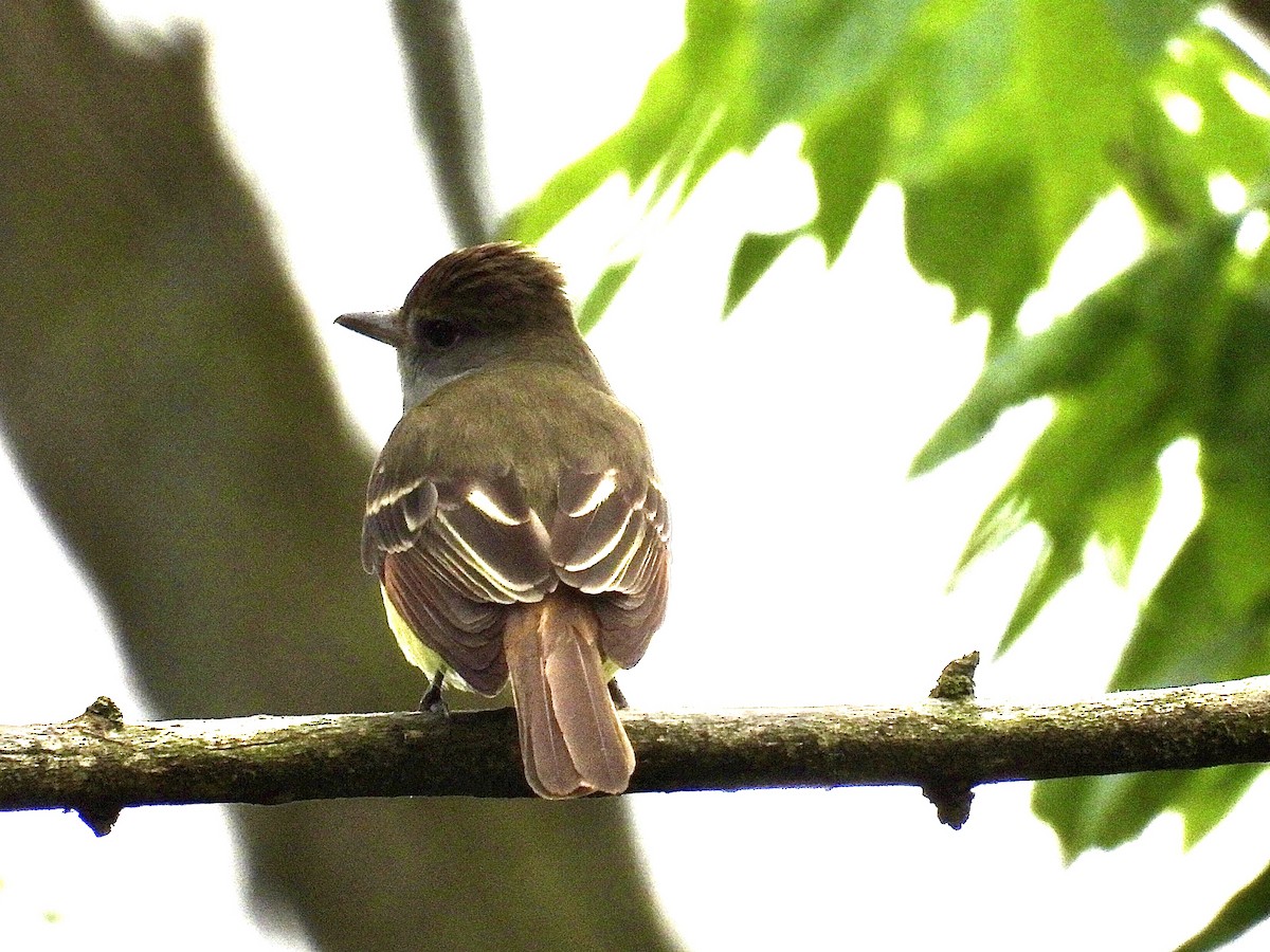 Great Crested Flycatcher - ML619374886