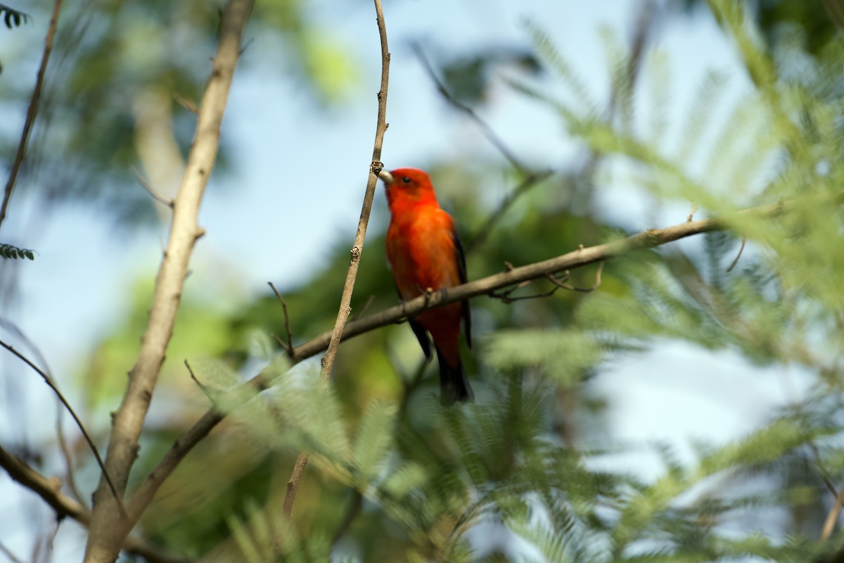 Scarlet Tanager - ML619374888