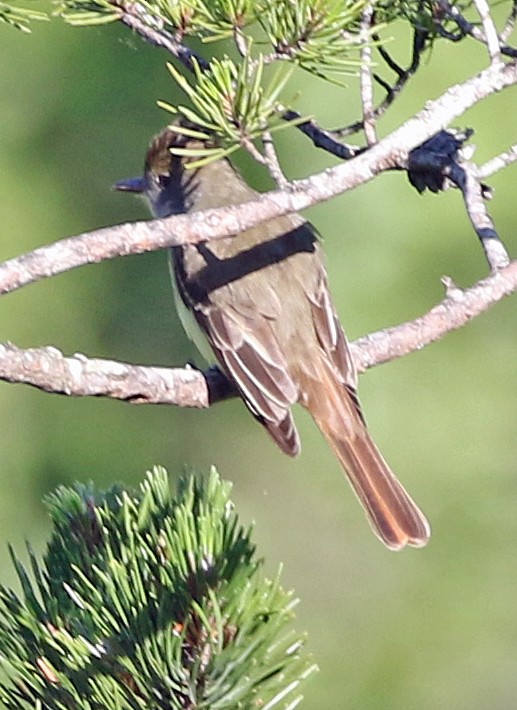 Great Crested Flycatcher - ML619374909
