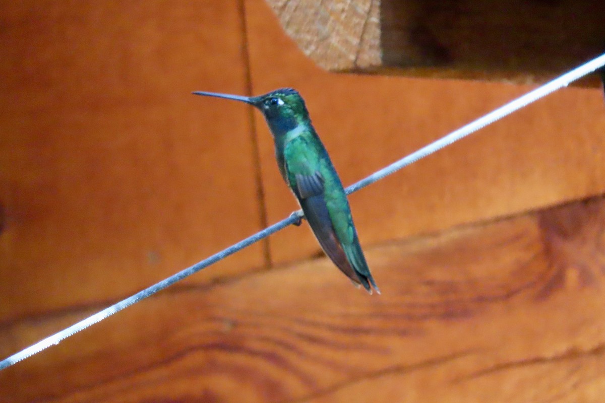 Rivoli's Hummingbird - ML619374966