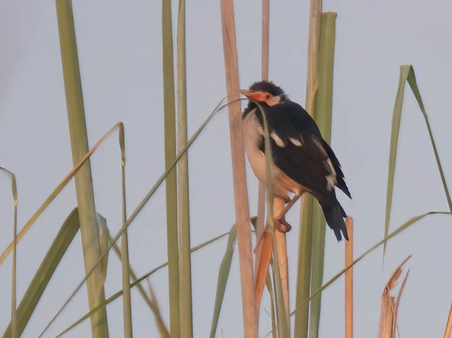 Indian Pied Starling - ML619375036