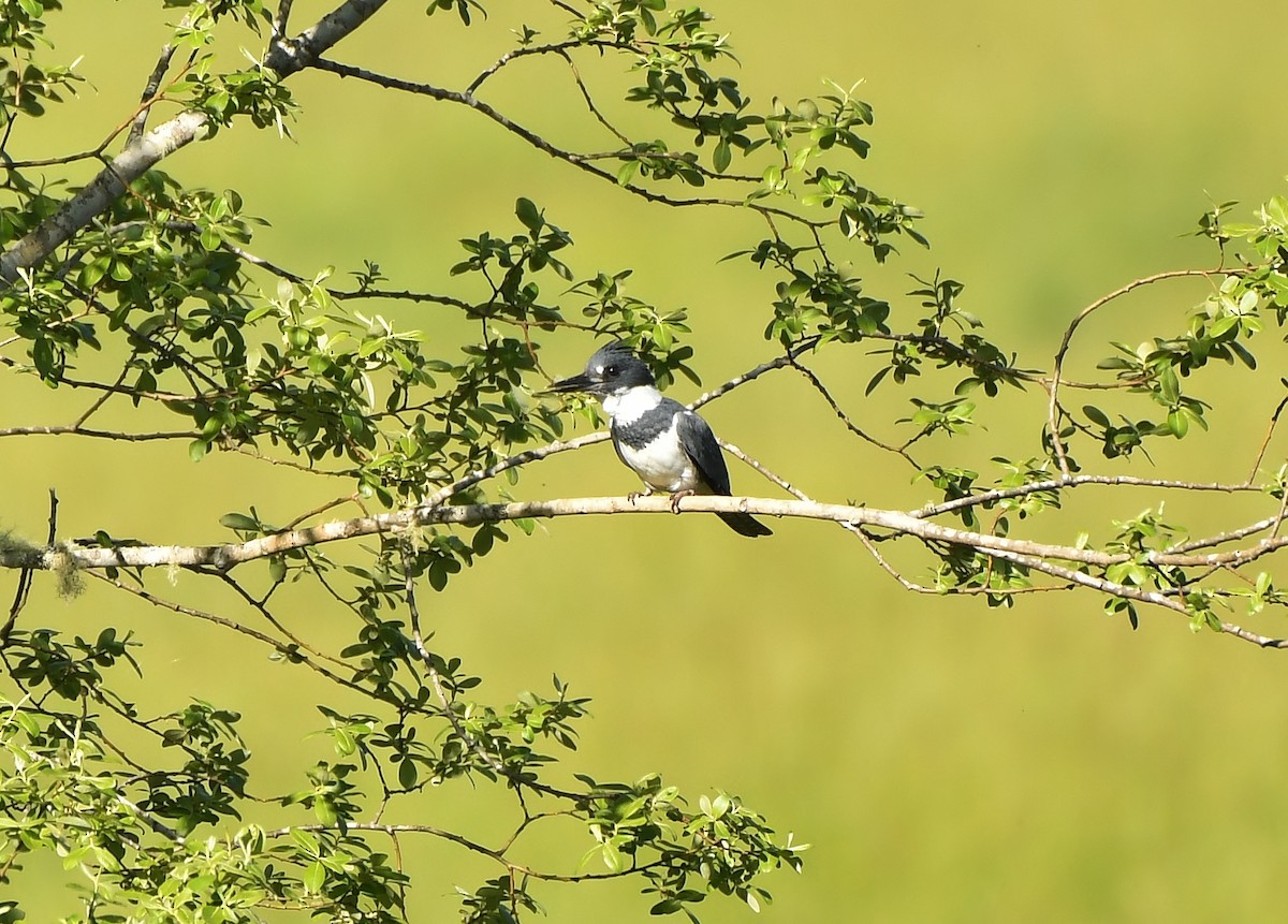 Belted Kingfisher - ML619375037