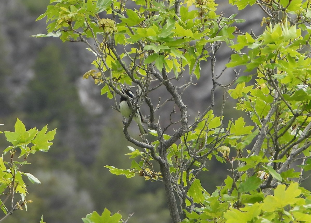 Black-throated Gray Warbler - ML619375132
