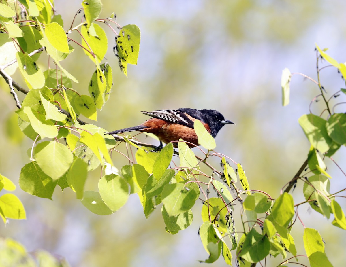 Orchard Oriole - ML619375174