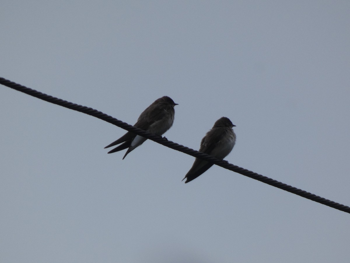 Northern Rough-winged Swallow - ML619375186