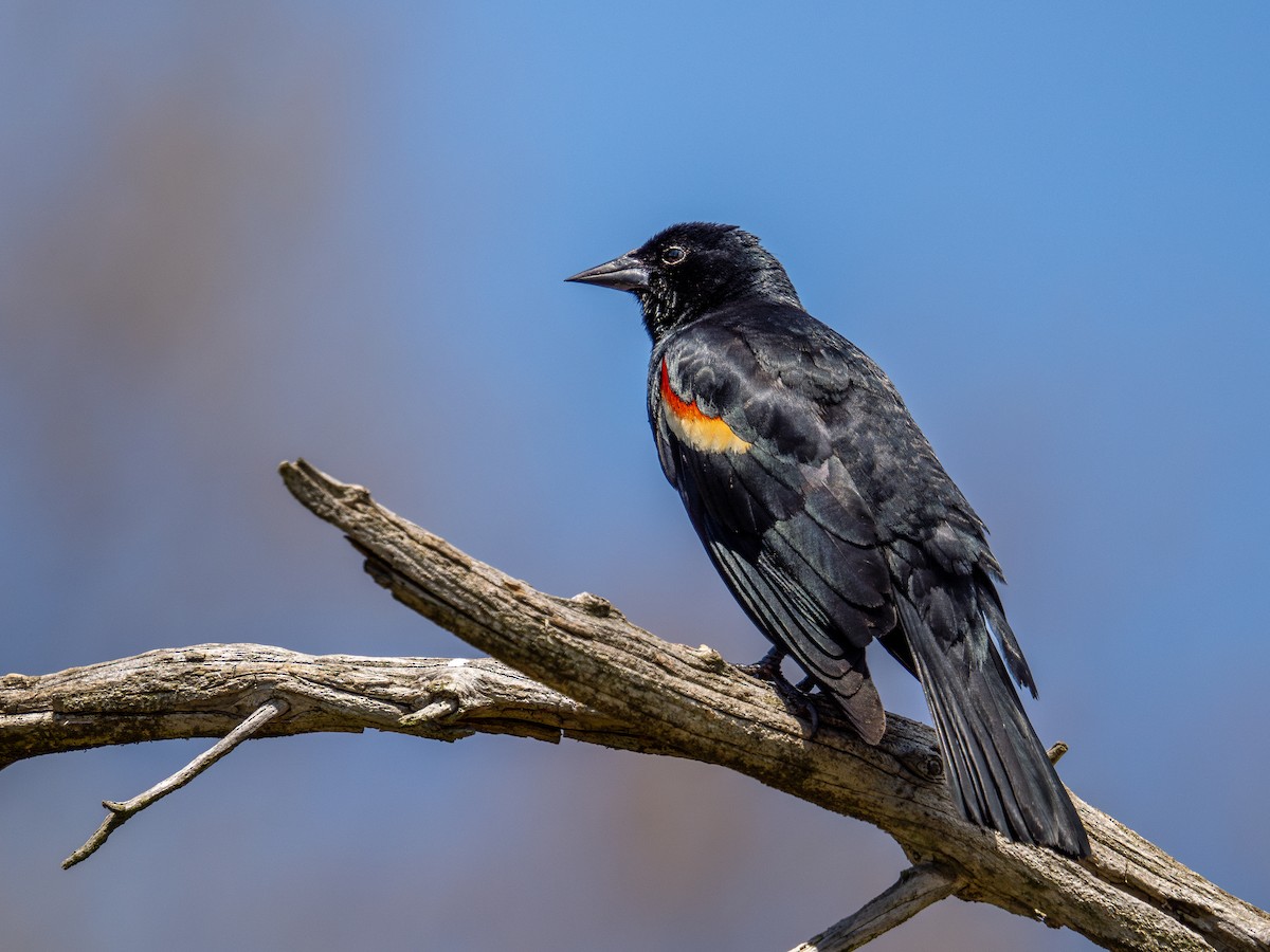 Red-winged Blackbird (Red-winged) - ML619375203