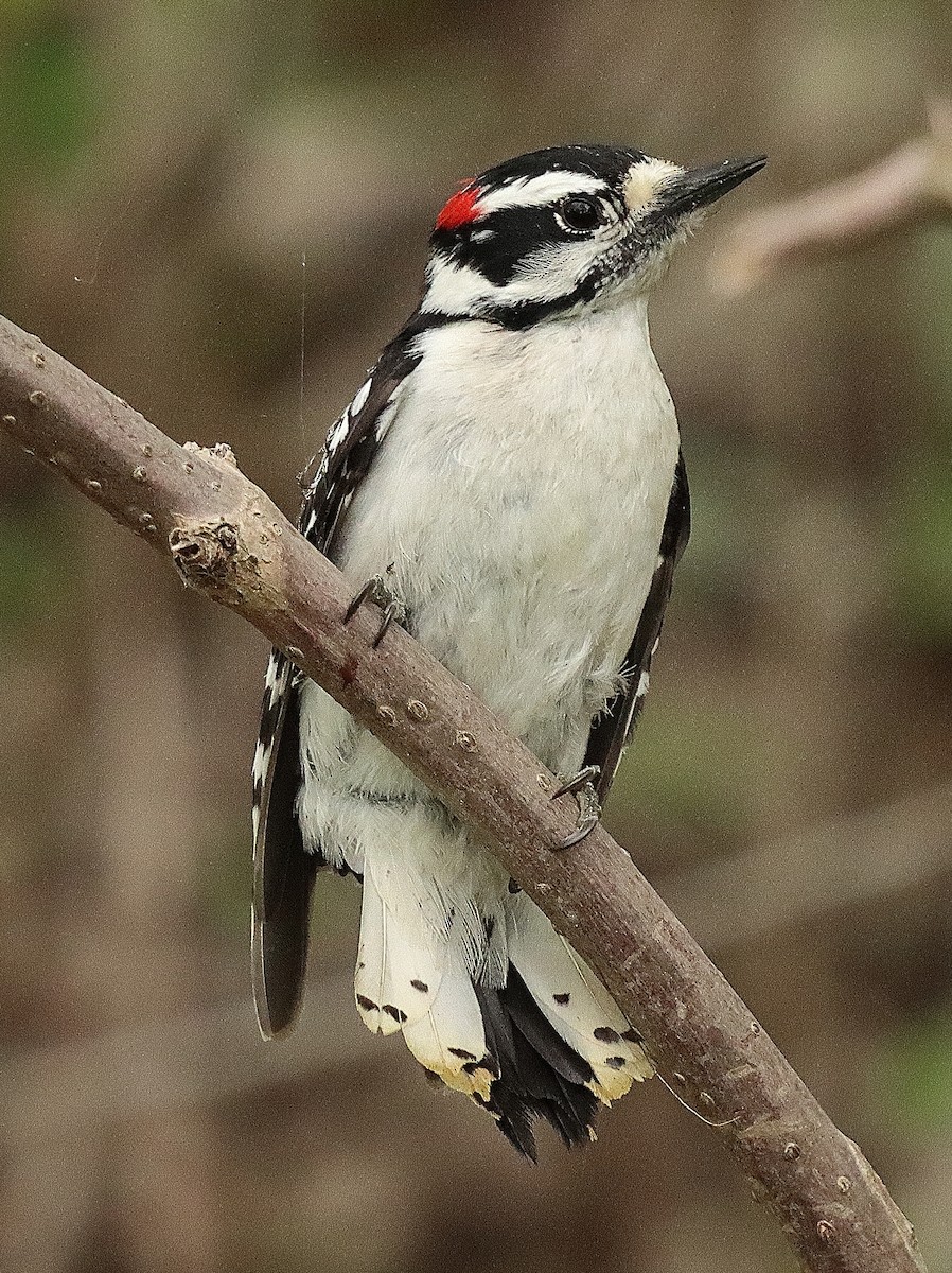 Downy Woodpecker - ML619375261