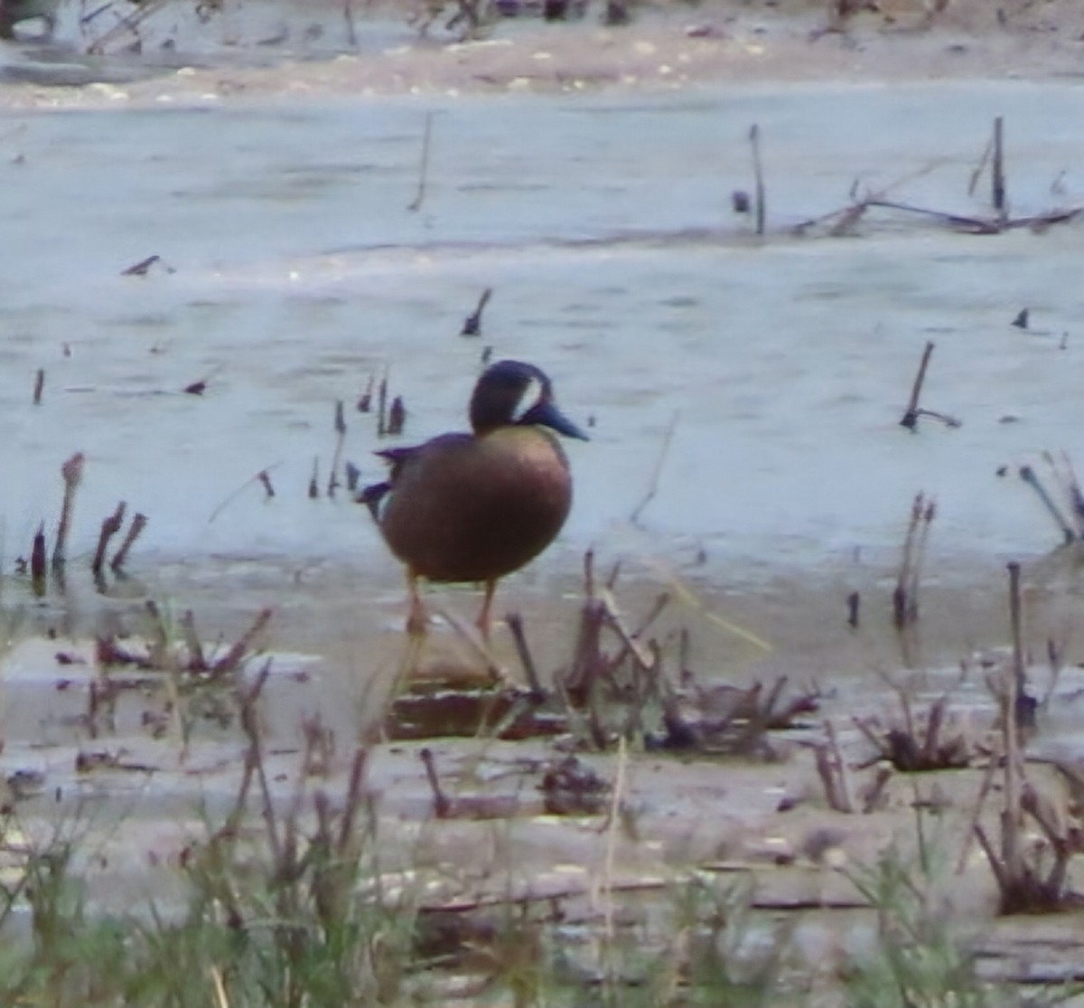 Blue-winged Teal - ML619375289