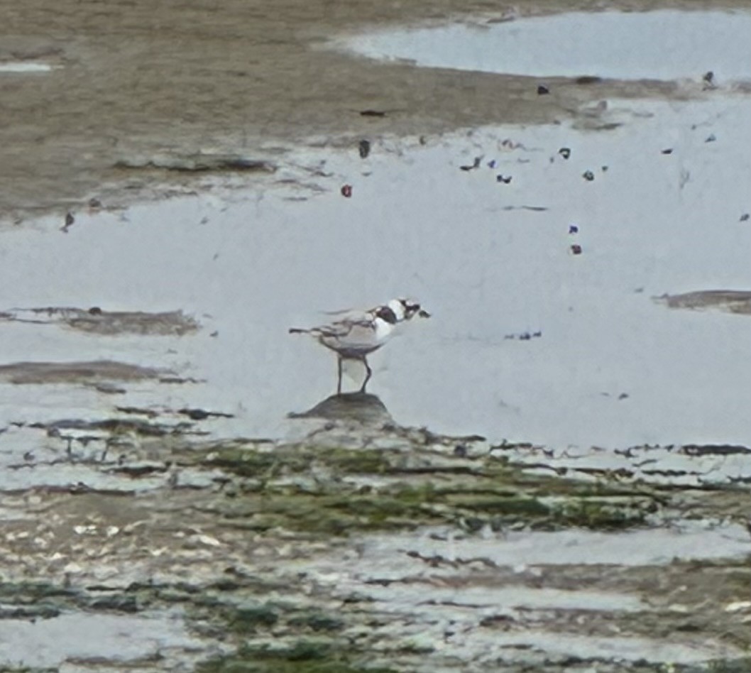 Piping Plover - ML619375294