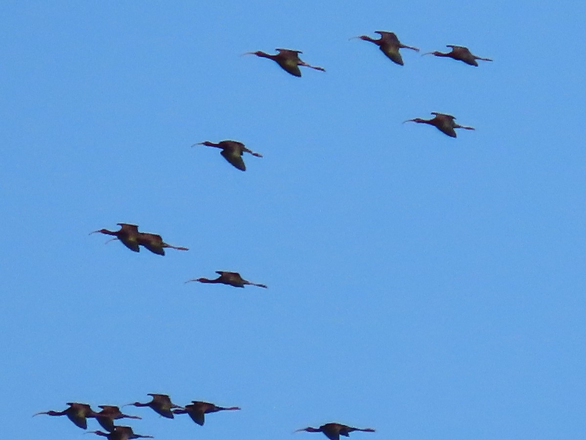 ibis americký - ML619375323