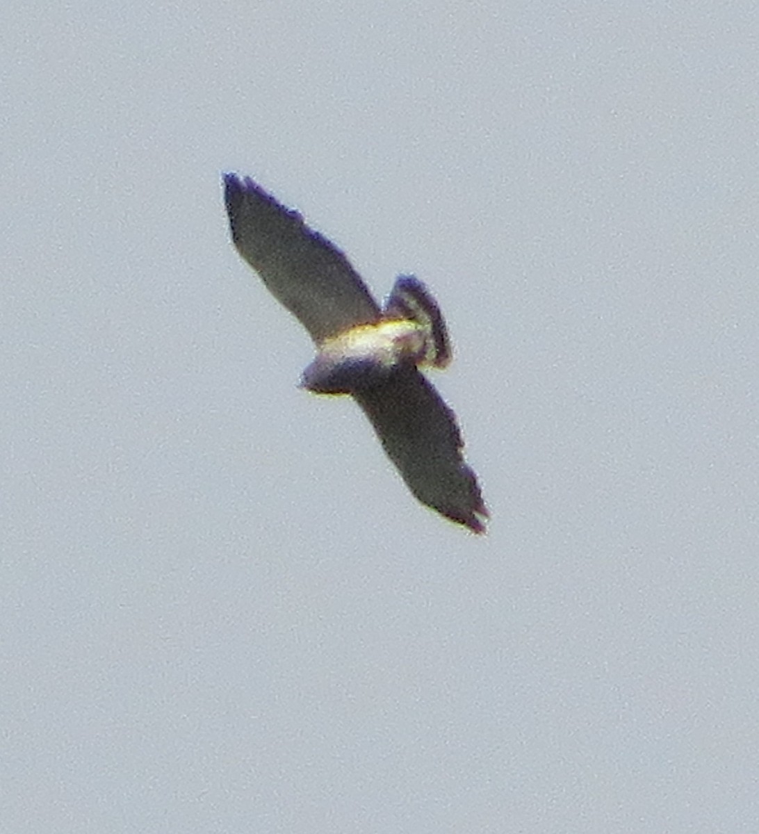 Broad-winged Hawk - ML619375337