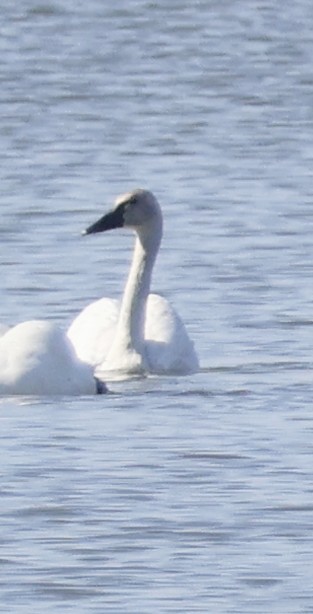 Tundra Swan (Whistling) - ML619375340
