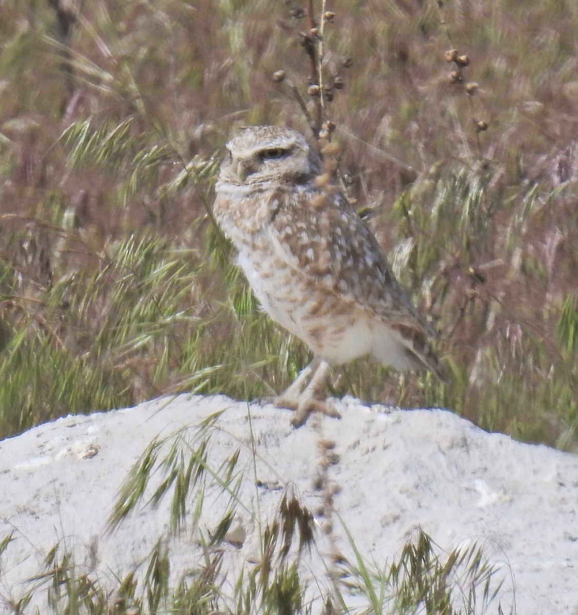 Burrowing Owl (Western) - ML619375407