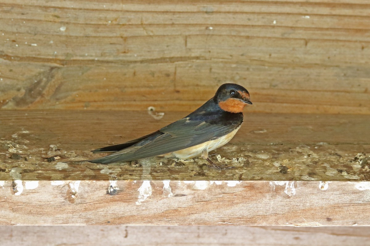 Barn Swallow (American) - ML619375473
