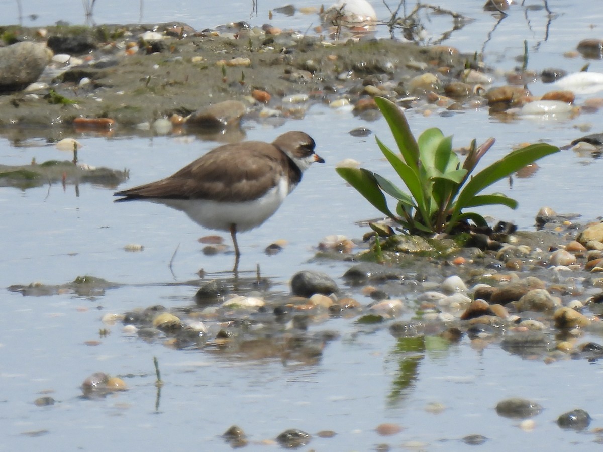 Semipalmated Plover - ML619375475