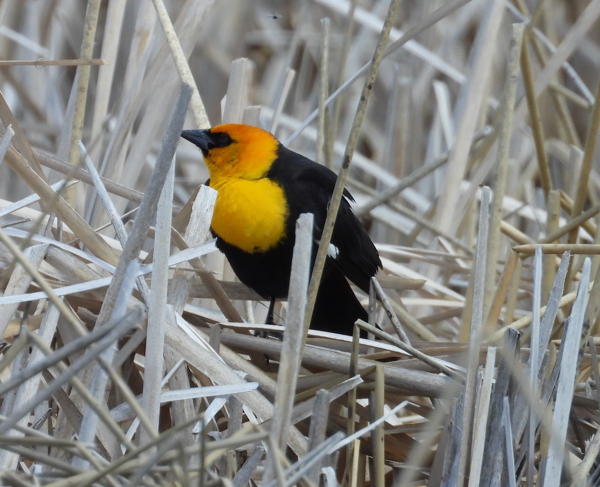 Yellow-headed Blackbird - ML619375481