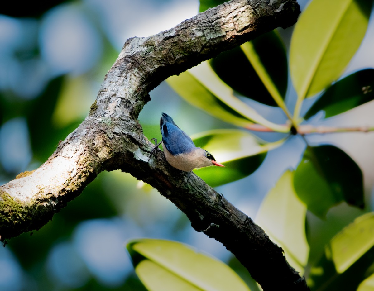 Velvet-fronted Nuthatch - ML619375538