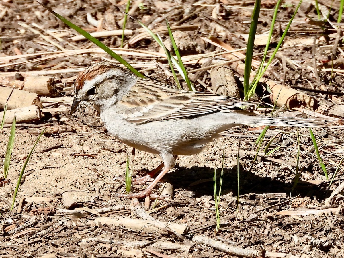 Chipping Sparrow - ML619375561